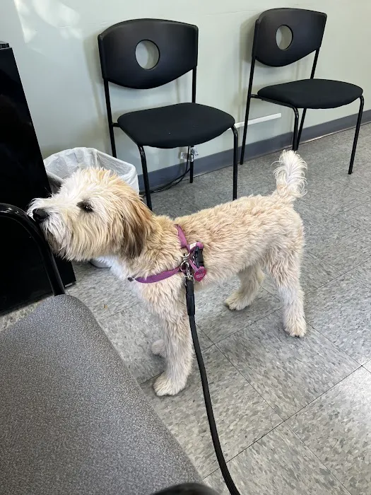 Long Island Animal Surgery 12