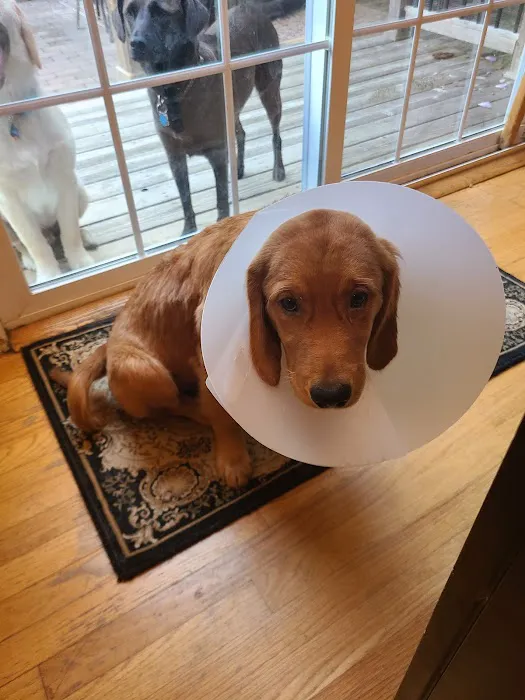 Long Island Animal Surgery 12
