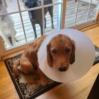 Long Island Animal Surgery ico