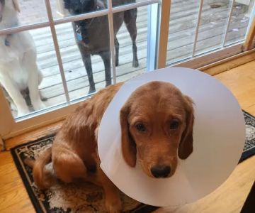 Long Island Animal Surgery