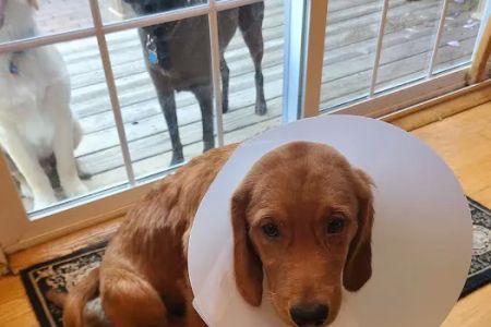 Long Island Animal Surgery