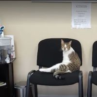 Veterinary Outpatient Treatment Center ico