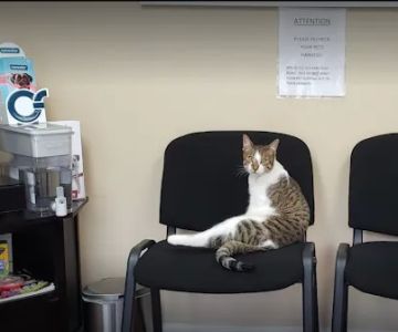 Veterinary Outpatient Treatment Center