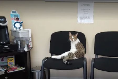 Veterinary Outpatient Treatment Center