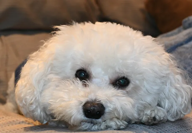 Veterinary Outpatient Treatment Center 2