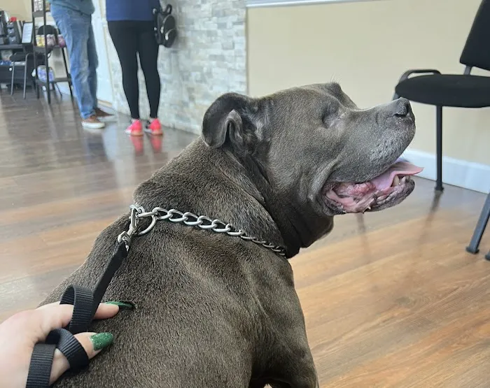 Veterinary Outpatient Treatment Center 3