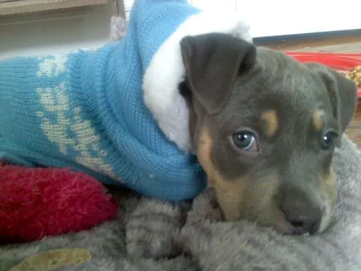 Patchogue Animal Hospital 12