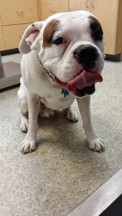 Patchogue Animal Hospital 12