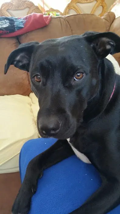 Patchogue Animal Hospital 12