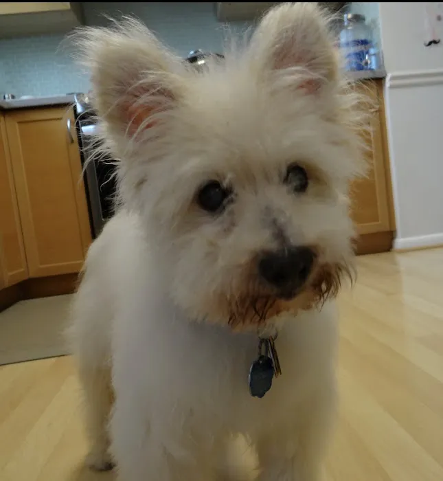 Patchogue Animal Hospital 12