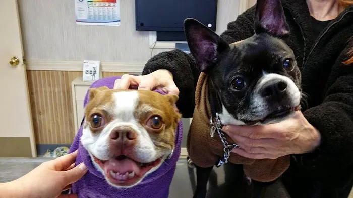 Patchogue Animal Hospital 12