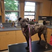Patchogue Animal Hospital ico