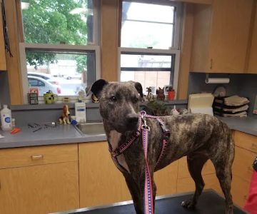 Patchogue Animal Hospital
