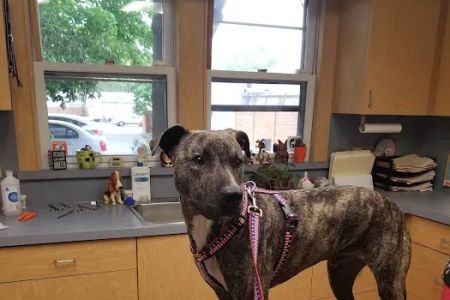Patchogue Animal Hospital