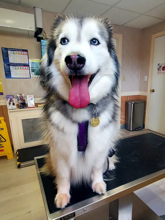 Patchogue Animal Hospital 12