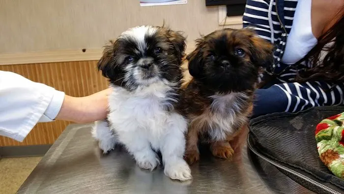 Patchogue Animal Hospital 12