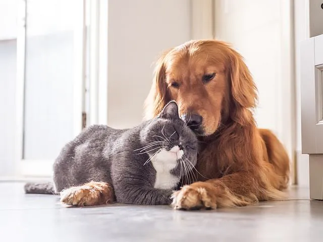 Pet Euthanasia LI 12