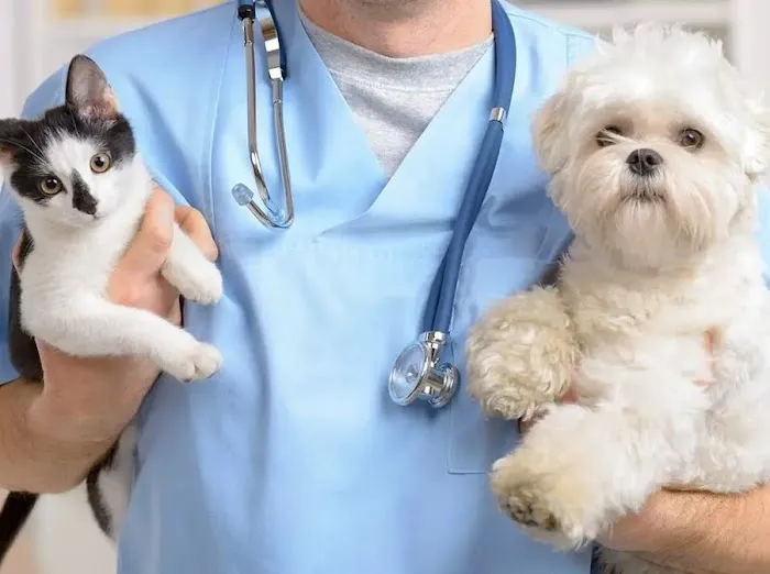 Pet Euthanasia LI 12