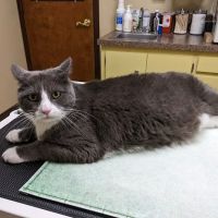 Miller Place Animal Hospital ico