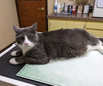 Miller Place Animal Hospital