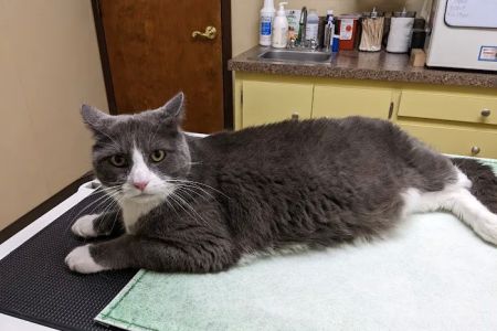 Miller Place Animal Hospital