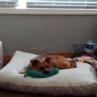 Rocky Shores Veterinary Hospital ico