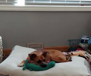 Rocky Shores Veterinary Hospital
