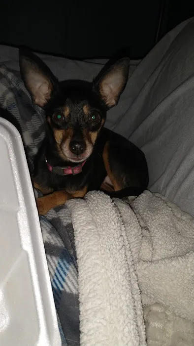 KERRI'S K9S KLINIC 1