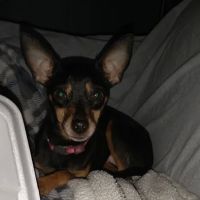 KERRI'S K9S KLINIC ico