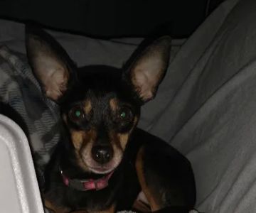 KERRI'S K9S KLINIC
