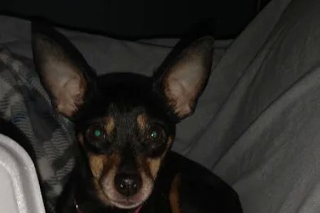 KERRI'S K9S KLINIC