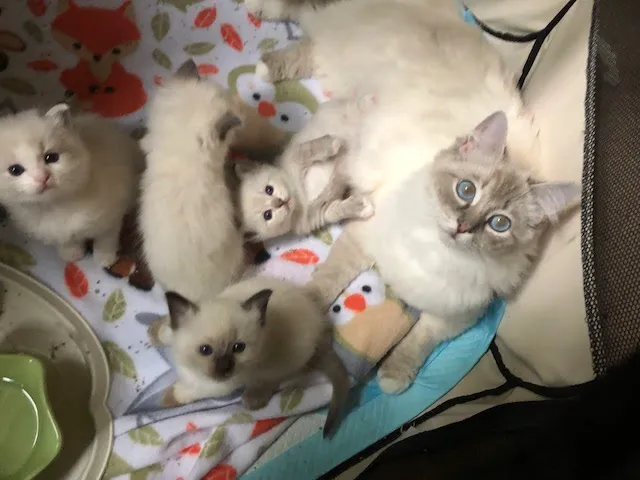 Long Island Spay and Neuter 12