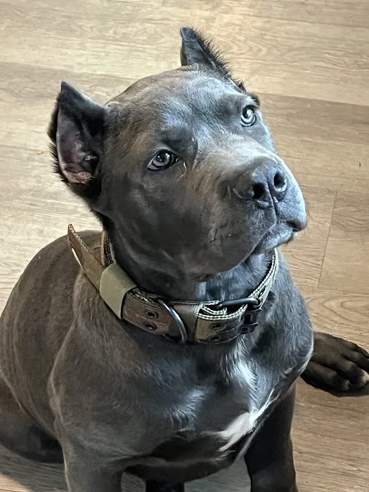 Long Island Spay and Neuter 12