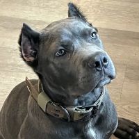 Long Island Spay and Neuter ico