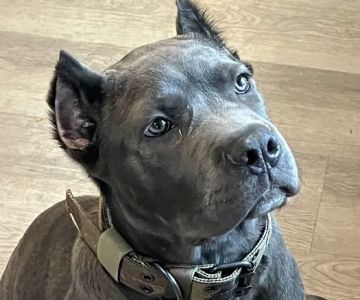 Long Island Spay and Neuter