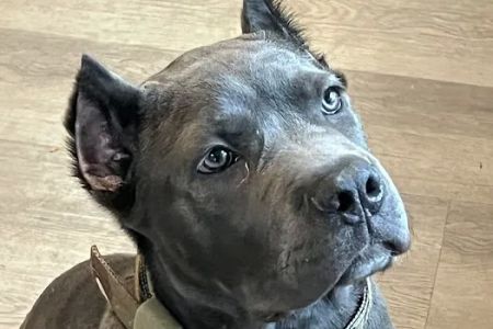 Long Island Spay and Neuter