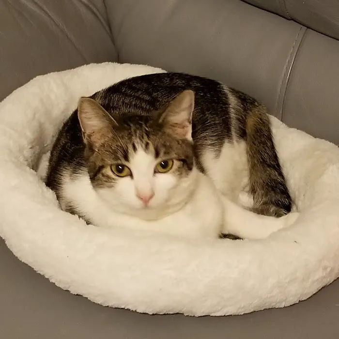 Long Island Spay and Neuter 12