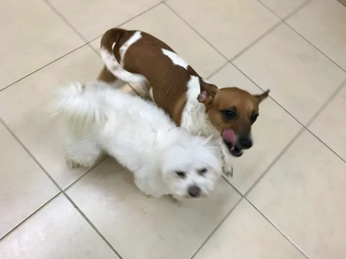 Medford Animal Hospital 12