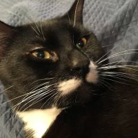 Medford Animal Hospital ico