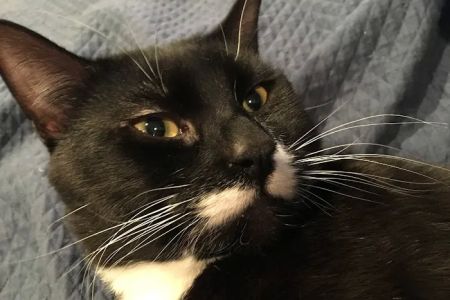 Medford Animal Hospital