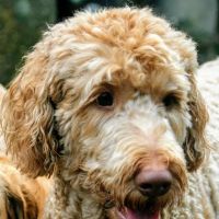 Wooded Acres Animal Hospital ico