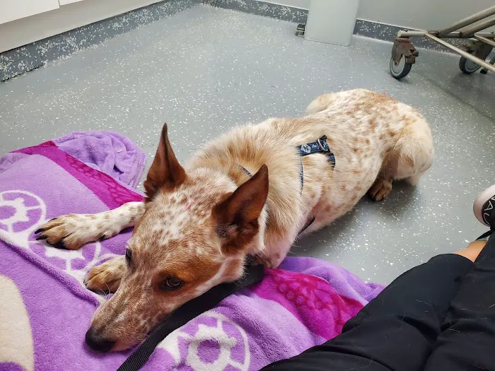 Wooded Acres Animal Hospital 5
