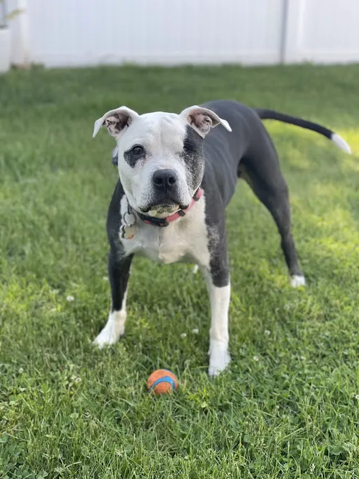 Bellport Animal Hospital 12