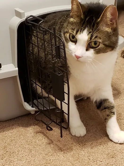 Bellport Animal Hospital 12
