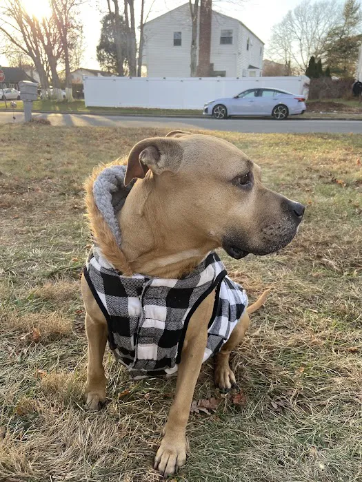 Bellport Animal Hospital 12