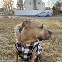 Bellport Animal Hospital ico
