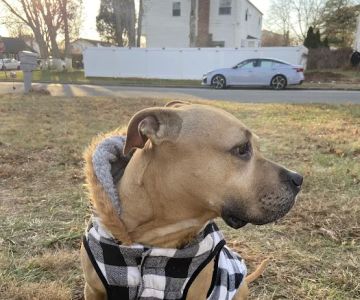 Bellport Animal Hospital