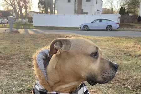 Bellport Animal Hospital