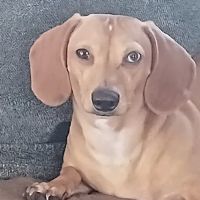 Fisher Hollow Veterinary Clinic ico