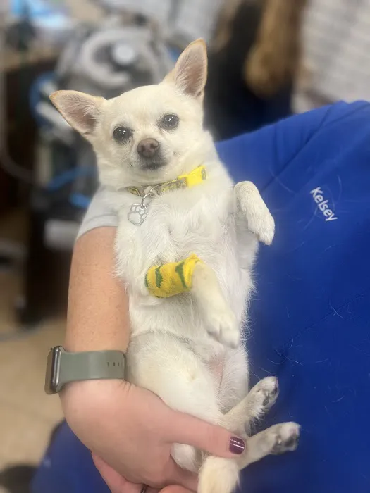 Murrieta Oaks Veterinary Hospital 3